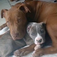 pitbullthor2025