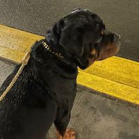 rottweilerkingcaine