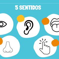 5.sentidos3