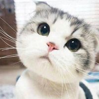 miaow8888