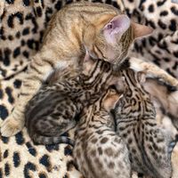 butterflybengals
