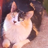 rosangelacesariasantos