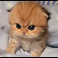 original sound - furious_cat_company