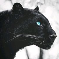 theblackcougar