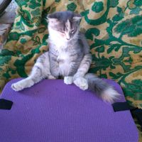 оригінальний звук