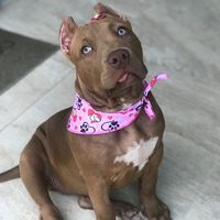 koko_a_pitbull