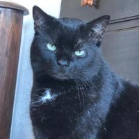 cat_luc1