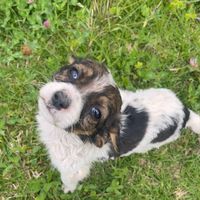 moritaysushermanitos