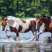 horse.edits.222