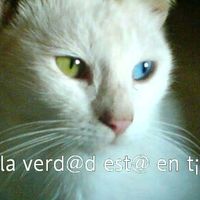 gatomenono92