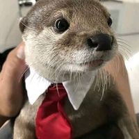 sonido original - SoyGeeko