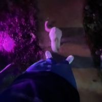 saexviii_