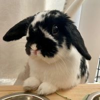baderthebunny