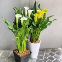 original sound - miflowers29