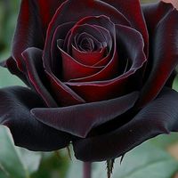 caasho.yusuf6