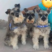 tres.schnauzer.en