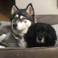 kai_and_koda
