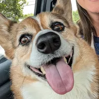 original sound - daisy.good.girl