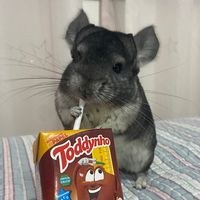 hollychinchila