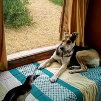 original sound - garba4034