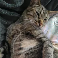 original sound - mrjunkielve