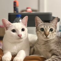 fatcatx13