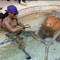 Volevo Te X TikTok Brasiliano X Kesha Mashup