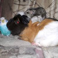dog__edit_657n