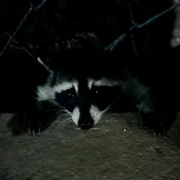 follow isabellatitov pls