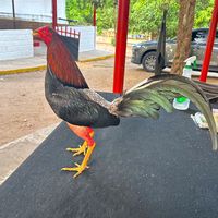 el_agudelo_jorge
