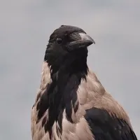 original sound - nightvalehost