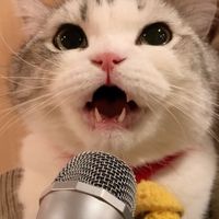 original sound