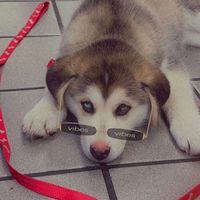 daughterofbelialuin1