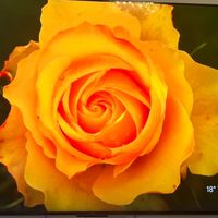 rahimarahmani985