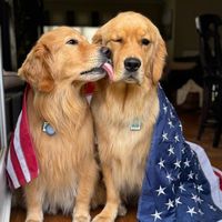 goldenretrieverblu_