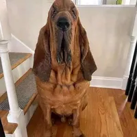 original sound - gerxonon