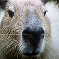 Damn we messed up we gotta go bald