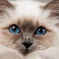 catpark7