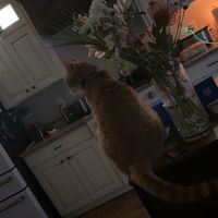 alexander._.kitty_ma_cat