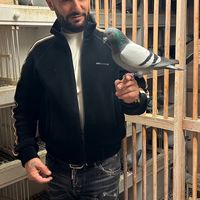 pigeons.tirane.albania