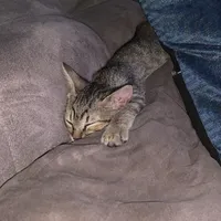 cadê a tompa do meu pote. minha mãe é uma peça