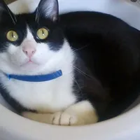 original sound - vitorosariocalabr