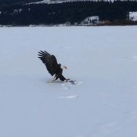 wildpioneerphotography