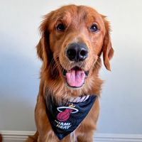 goldenboybunkie