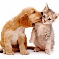 som original - paduca1