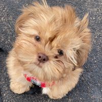 toby_is_the_shih