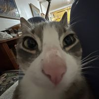 mogwai_official