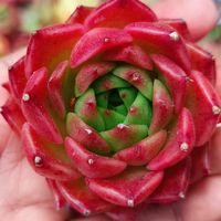 eljardindeuvy
