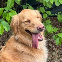 ragnarelperro13