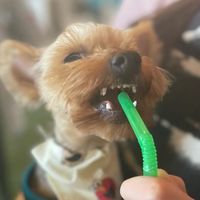tobby.is.a.yorky
